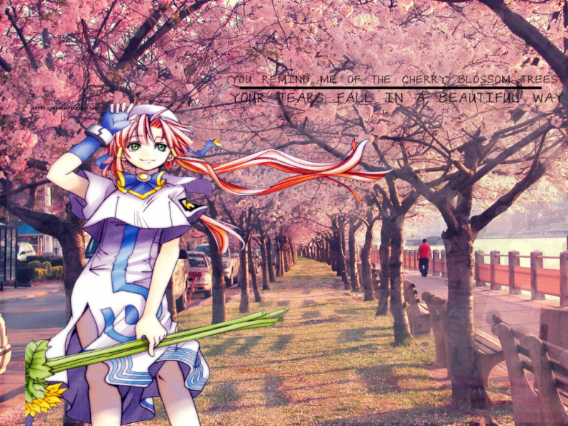 Cherry Blossom