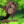 sakura huffman